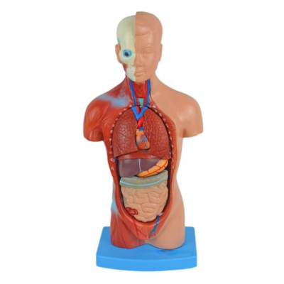 Torso de 28cm, Assexuado, em 15 Partes